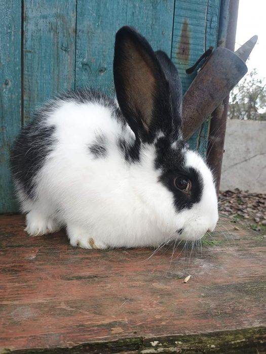 Продаються кролі