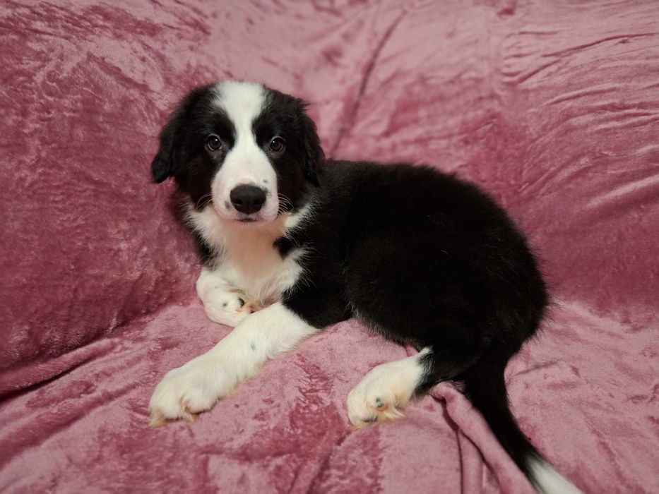 Border Collie szczeniak piesek:-) piękny