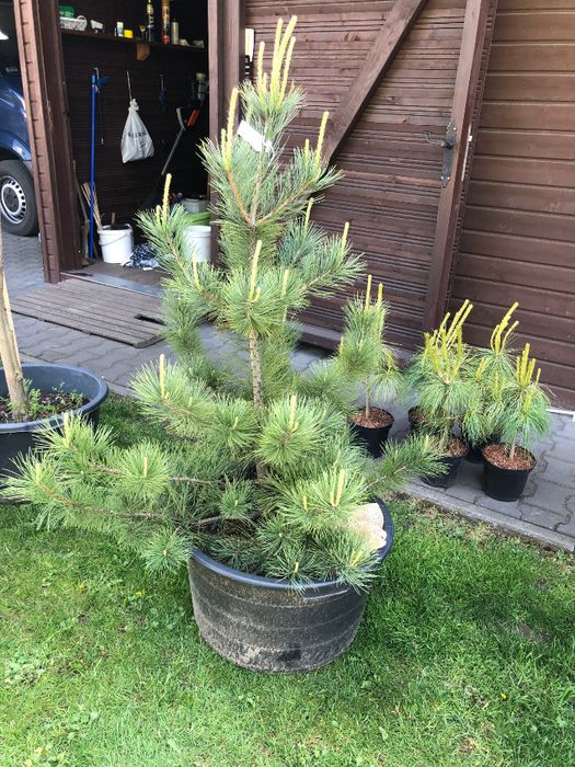 SOSNA WEJMUTKA wys. ok 110cm Donica 65l Leszno