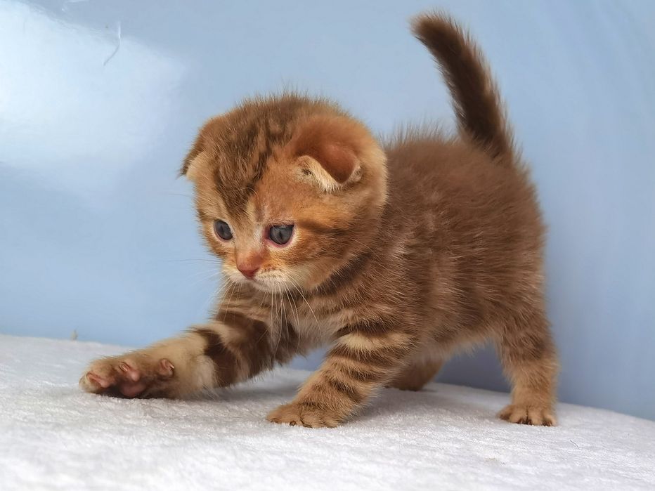 Цинамонове висловухе кошеня з документами клубу