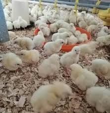 Продам! Курчата бройлери