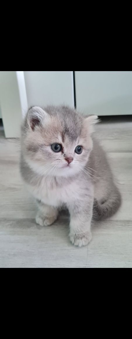 Gatinha Brittich shorthair