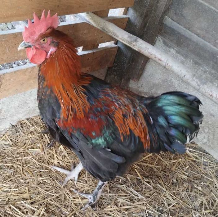 Пропонуємо півників породи маран чорномідні.