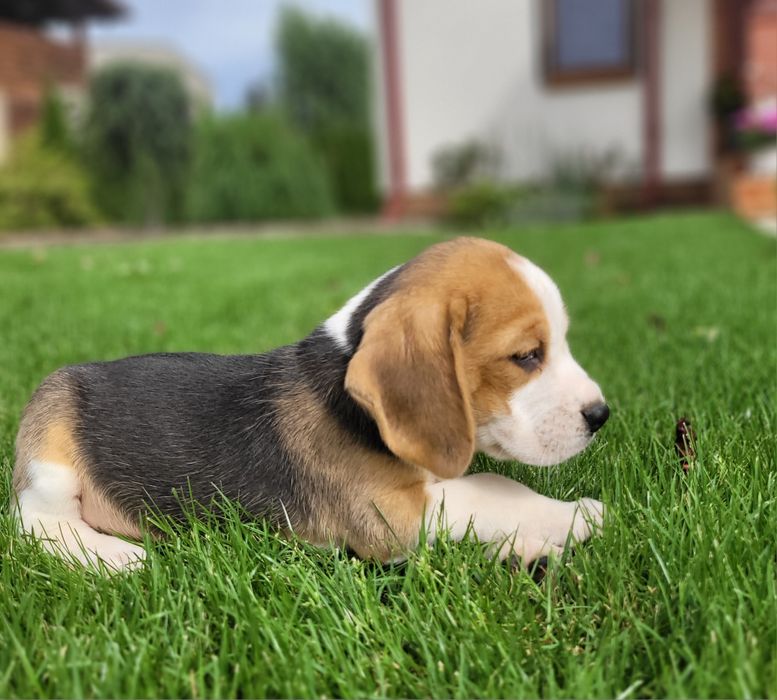 Beagle Psi Przyjaciel