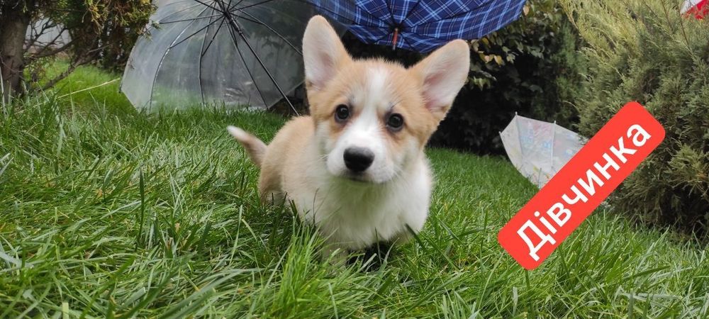Маленькі коргі з великими серцями