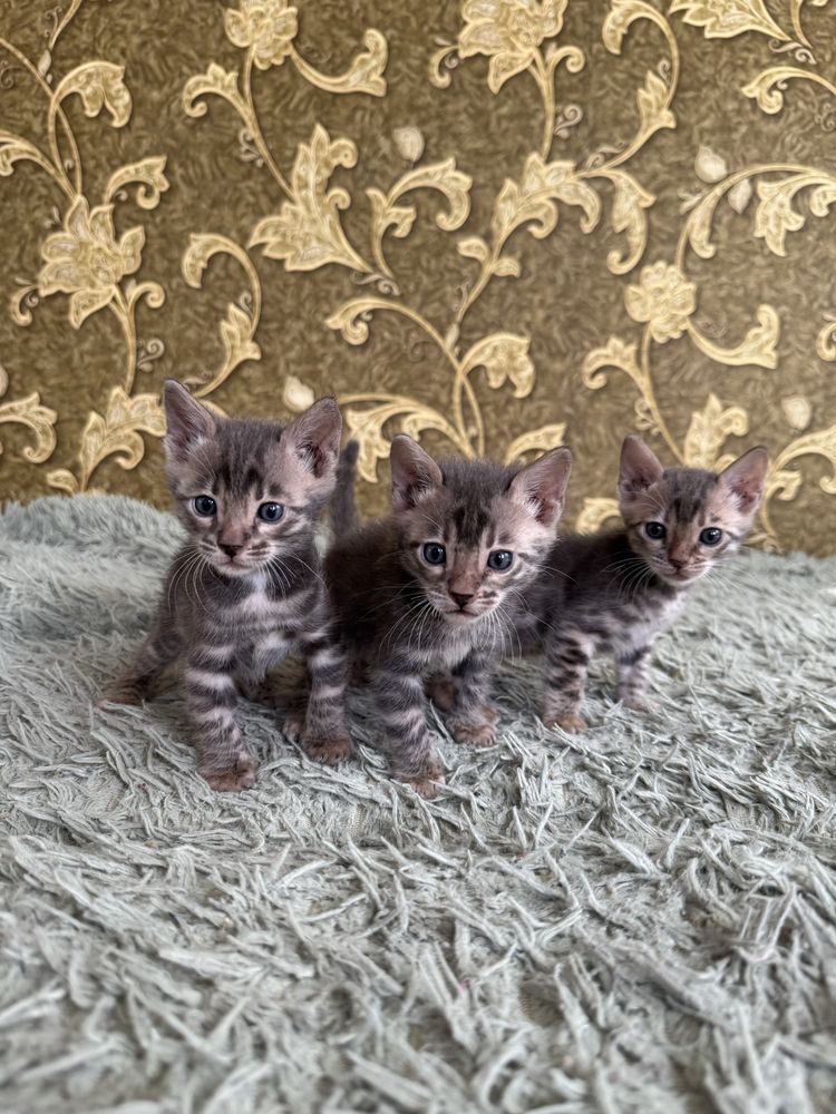 Бенгальские котята в редком голубом окрасе