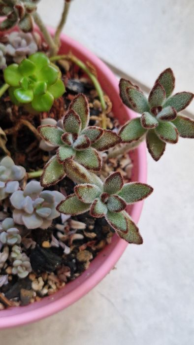 Пропоную каланхоє Миллота,та войлочне Томентоза