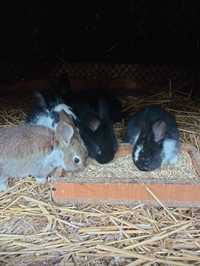Młode króliki mają  2miesiące