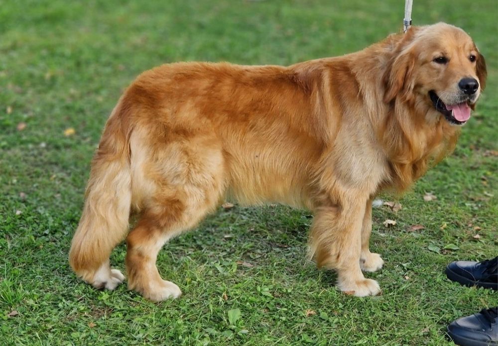 Golden retriever umaszczenie  ciemno złote