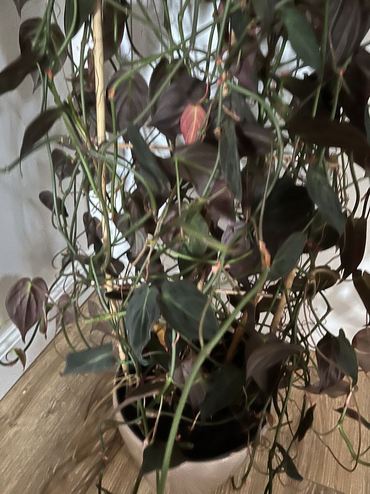 Philodendron micans Filodendron piękne liście