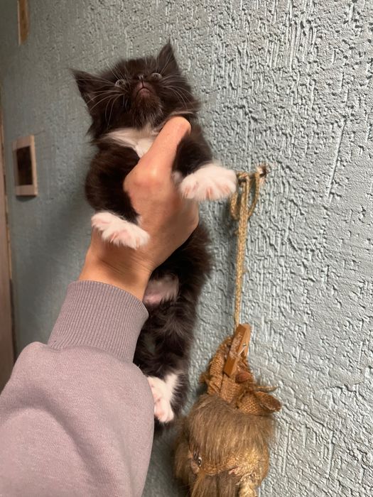 Кошенята мейн кун,дівчатка