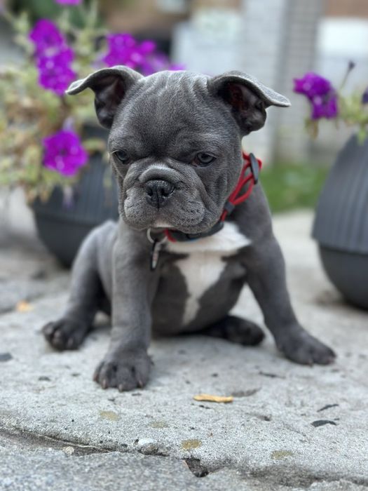 Щенки французского бульдога