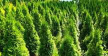 Thuja Thuje Szmaragd Żywotnik Tuja Bonsai Spirala Cyprys Boulevard