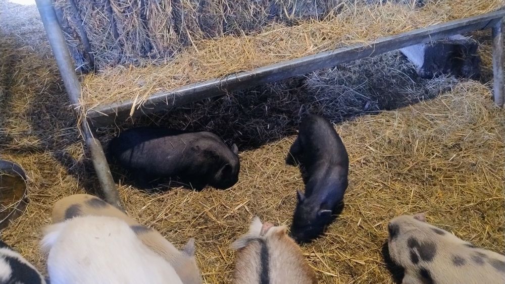 knurki świni wietnamiskiej wietnamki