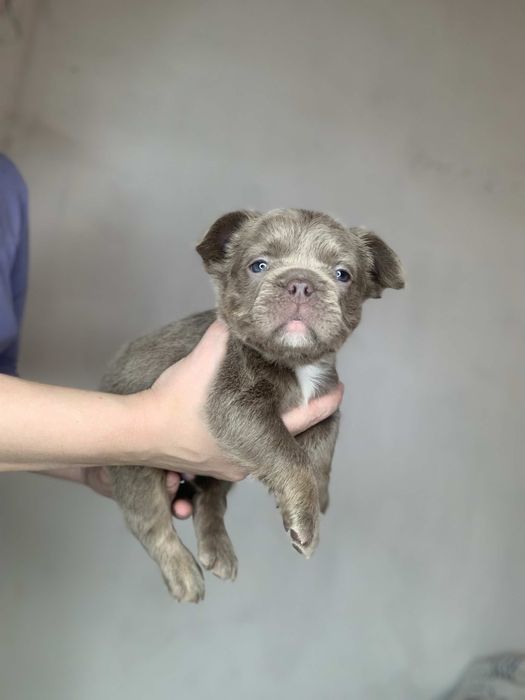 Хлопчик ізабелла Флаффі