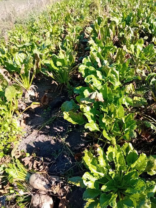 Buraki pastewne Ćwikła