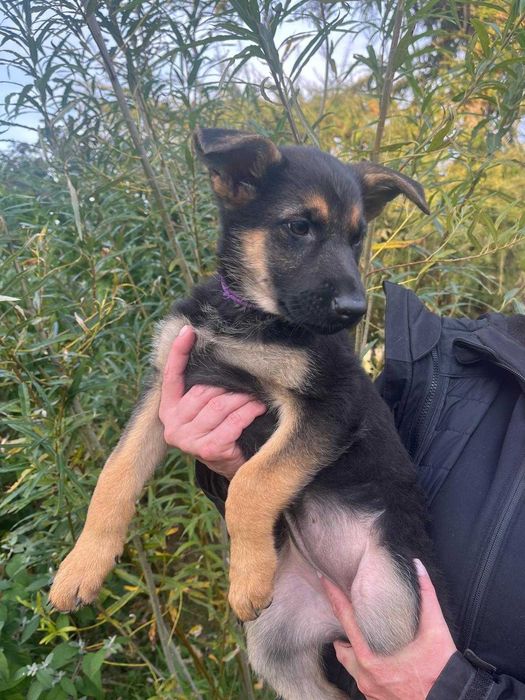 Owczarek niemiecki, śliczne, radosne pieski z rodowodem