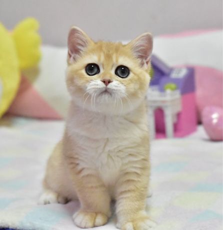Золотая шиншилла ny 12, британский короткошерстный котик