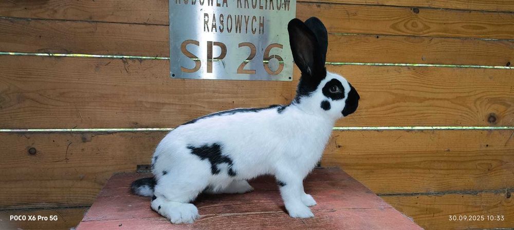 królik olbrzym srokacz osc samiec 1.0 rodowód