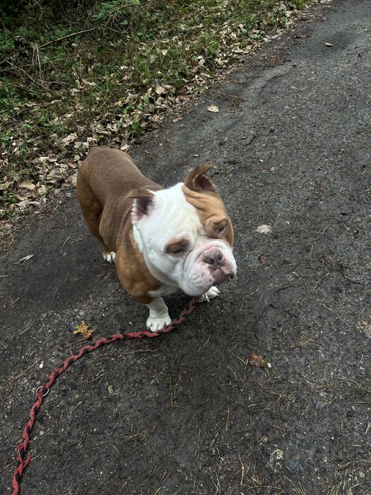 Oddam psa marki american bully