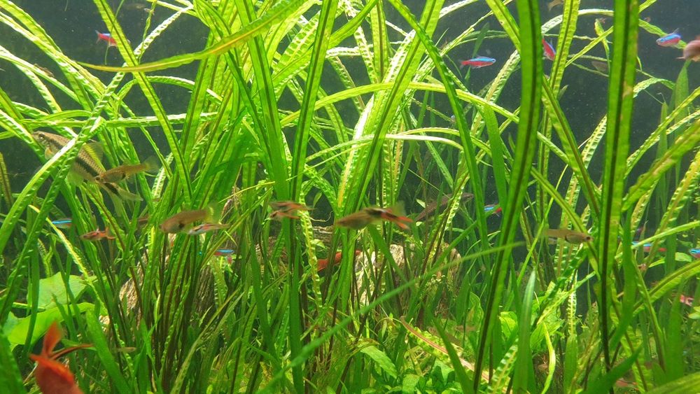 Gupiki endlera prywatne