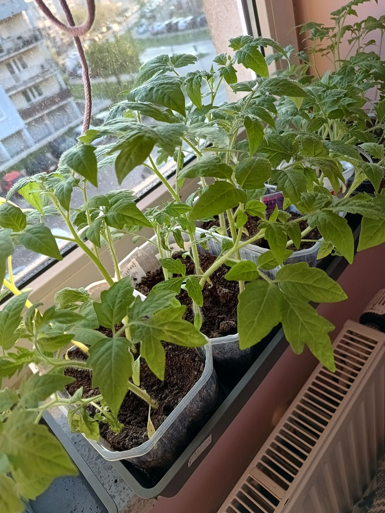 Sadzonki pomidorow ciekawe odmiany