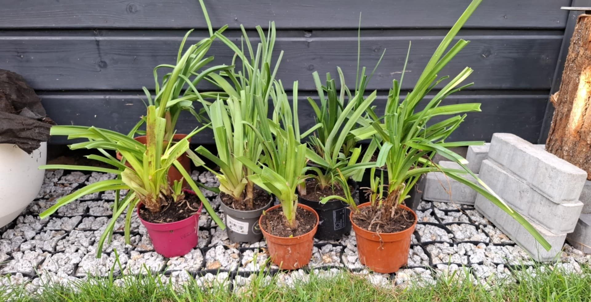 Trytoma groniasta Kniphofia 3 doniczki z sadzonkami, kępy, nadwyżki