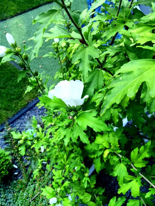 Hibiskus białe kwiaty i fioletowe