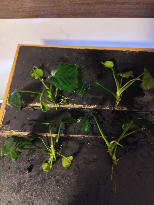 Okazja! Anubias Bartera (cena za sztukę)