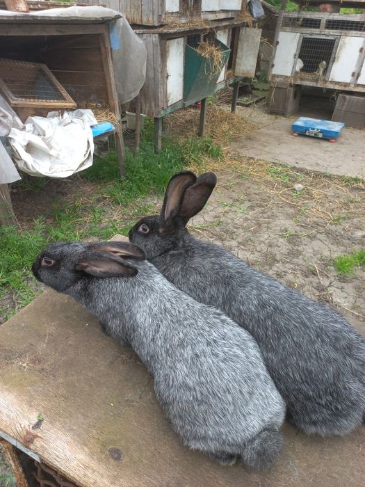 Кролиці Полтавське срібло