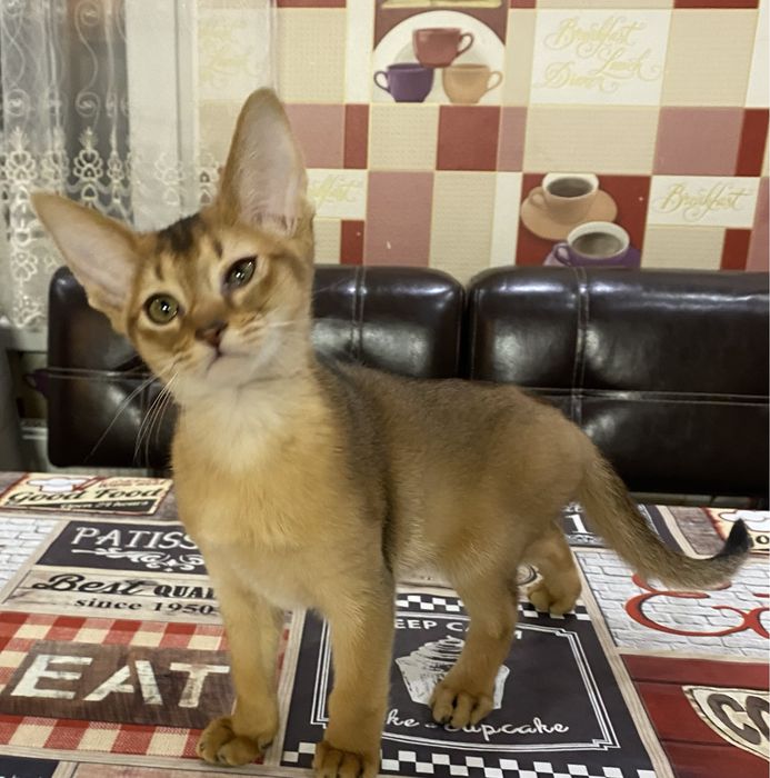 Котики породи Абіссін
