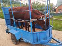 Перевожу худобу корови бики телята