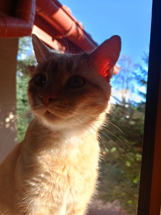 Oddam kota - TYLKO w dobre ręce