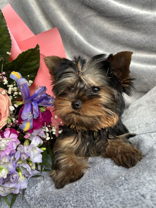 Yorkshire Terrier z rodowódem FCI piesek gotowy do odbioru