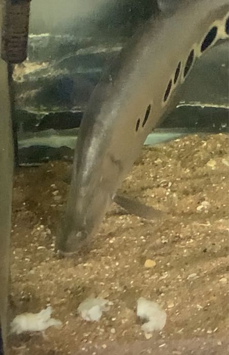 Faca palhaço 40 centimetros