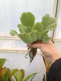 Пистия водяной салат (водяная роза, водяная капуста) плавающее растен