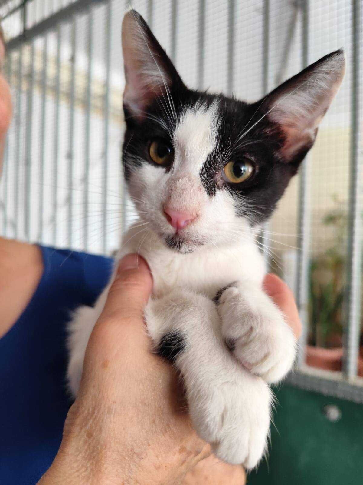 KAUAI (Macho, 3 Meses) Para Adoção