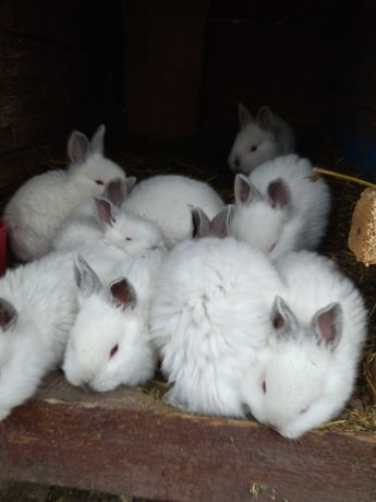 Продам кроликів!!!