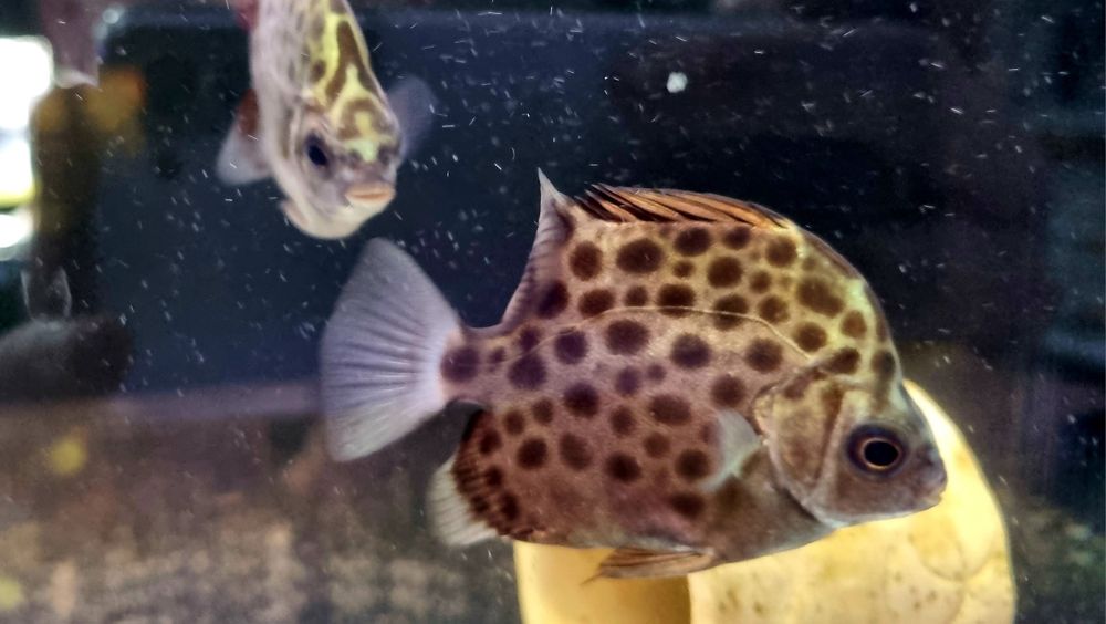 Argus zielony (Scatophagus argus)