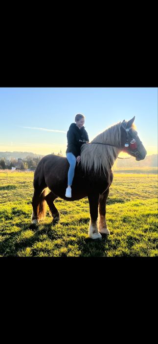 Klacz zimnokrwista pkz