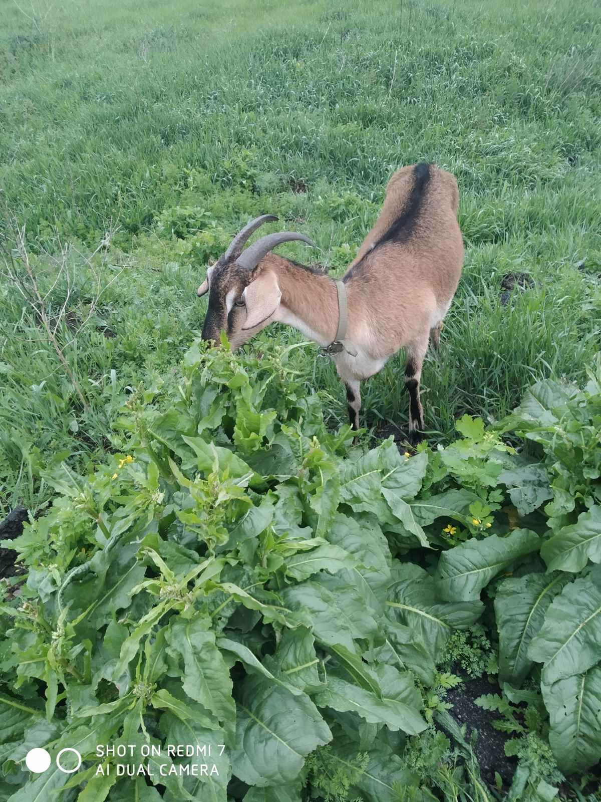 Продам дойную козу