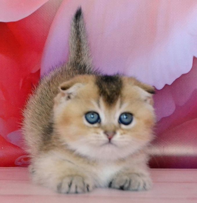 Фолдики золотые шиншиллы