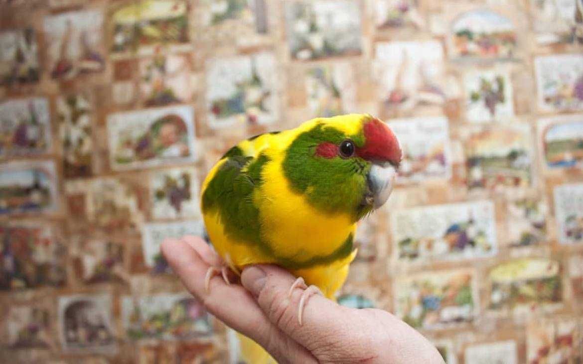 Ручной попугаи какарики для всей семьи