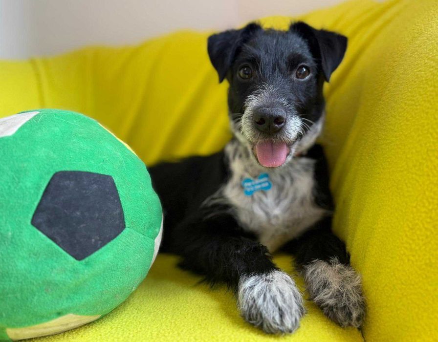 Dexter - szczeniak do adopcji!