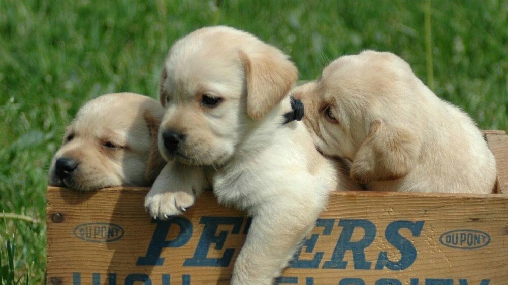 Породні лабрадорчики