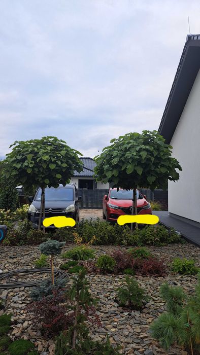 Oddam w katalpy duze