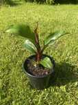 bananowiec ensete abisyński maurelli