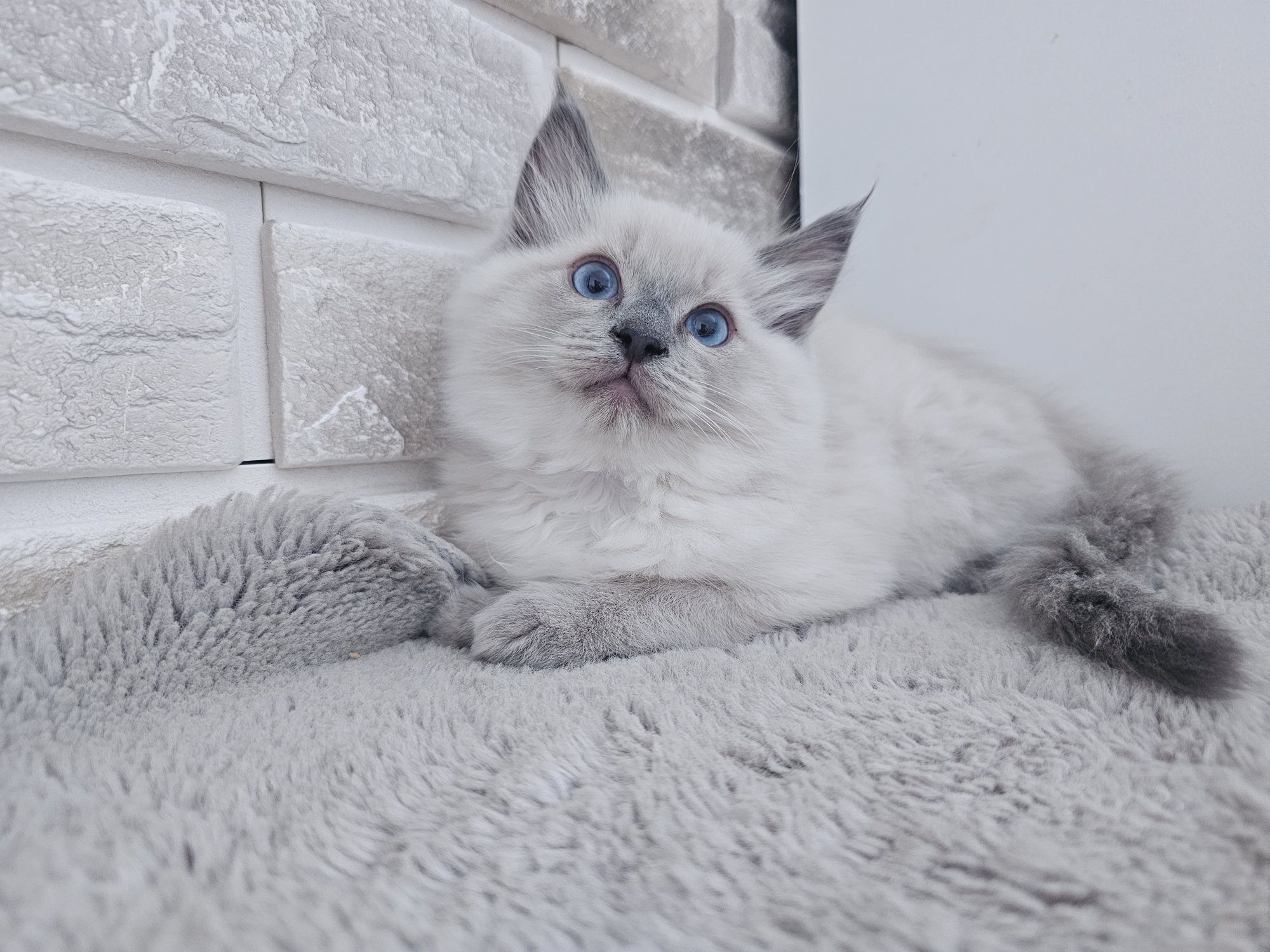Kocięta Ragdoll gotowe do odbioru