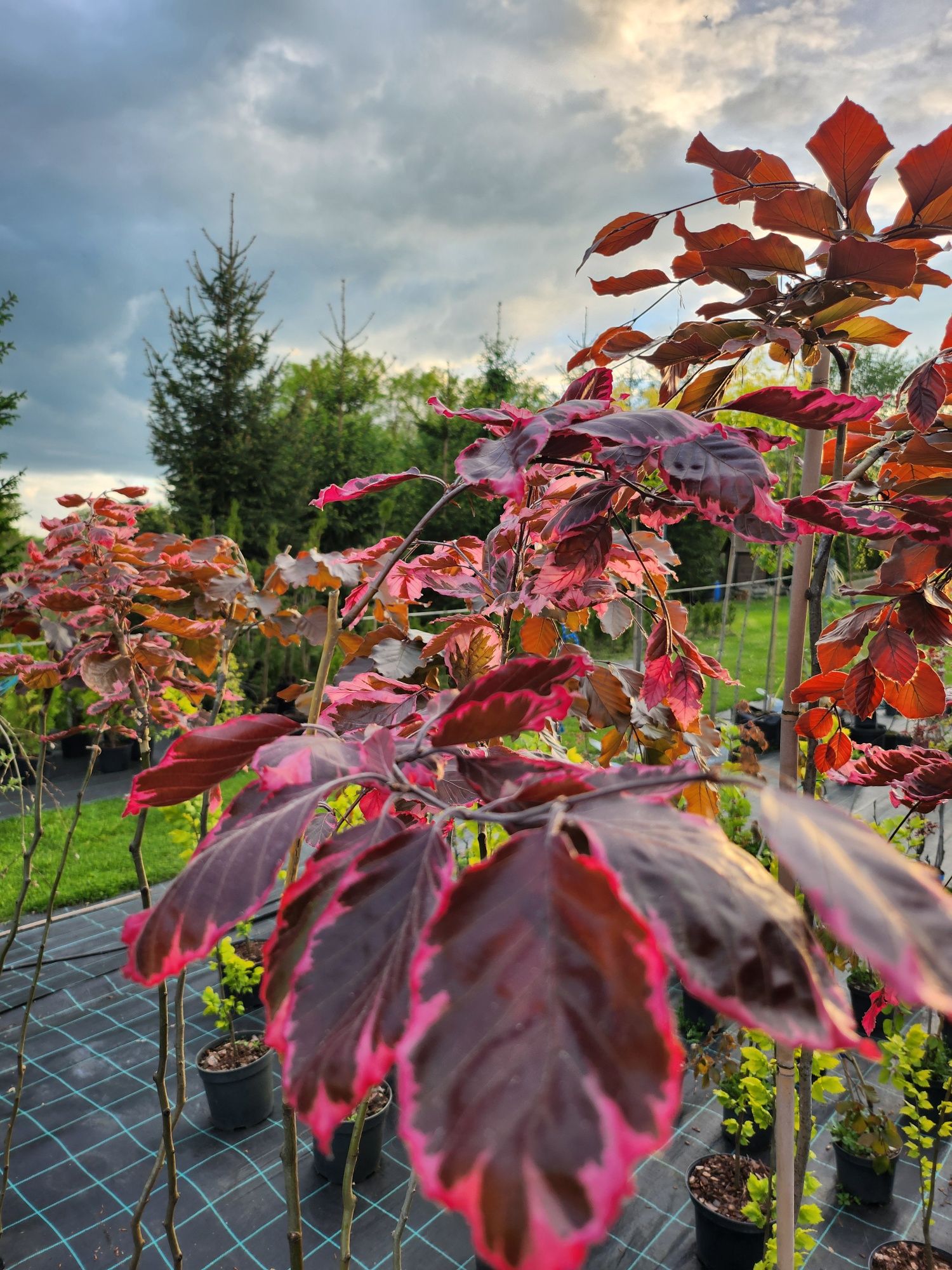 Buk "Tricolor" "Purpurea pendula"