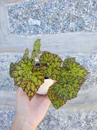 Planta Begonia Beleaf